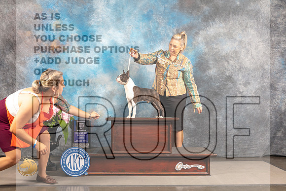 Boston Terrier #33 THUR WD BW Judge John Wade_MJ_6632_Houston_2022_HR3