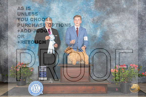 Norwich Terrier #33 Sun SD Judge John F Booth__JP_5864_San Antonio_2024_HR3