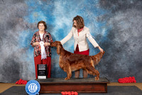 Irish Setter #6 Sat G4 Judge Nikki Riggsbee