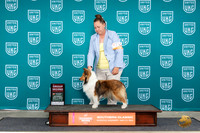 Shetland Sheepdog #730 Sat G4 Judge Pamela Perdue