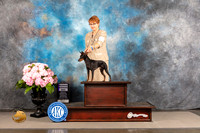 Manchester Terrier Toy #47 WED RWD Judge Edd Bivin