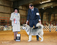 Alaskan Malamute #8 Sat BOS Maj