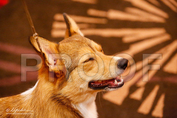 _JJ_9794-HstnCorgiFeb2015-HR3