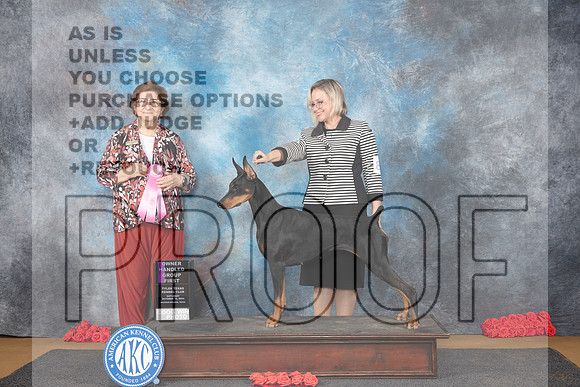 Doberman Pinscher #8 Sat OHG1 Judge Nikki Riggsbee__JP_0280_Sulphur Springs_2024_HR3