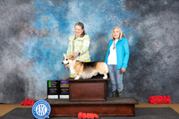 Pembroke Wlesh Corgi #9 Sat OHG2 BOB Judge Beth Downey