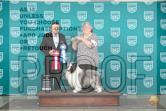 Shetland Sheepdog #64 Wed BOW Judge Keith Kozakiewicz__JP_0551_Premier_2024_HR3