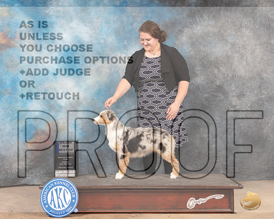 Miniature American Shepherd #22 Judge BOWM Judge Joan Liebes-MMJ_5068-Abilene2022-HR3