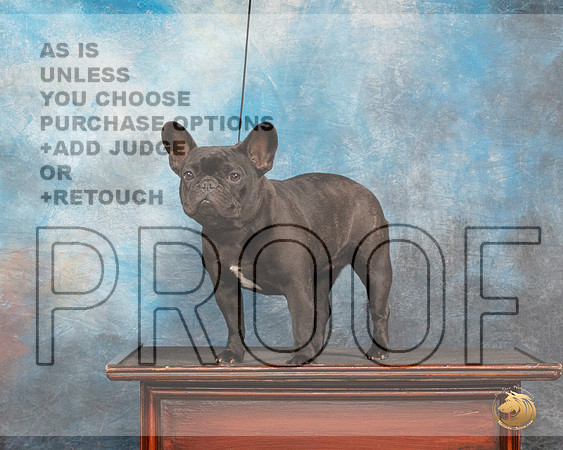 French Bulldog #32 Fri CustomMMJ_3290_Mdlnd2022_HR3