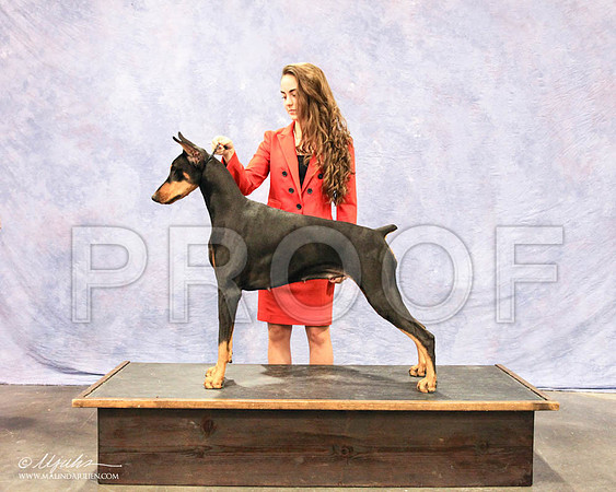 Dobe-6395 PROOF