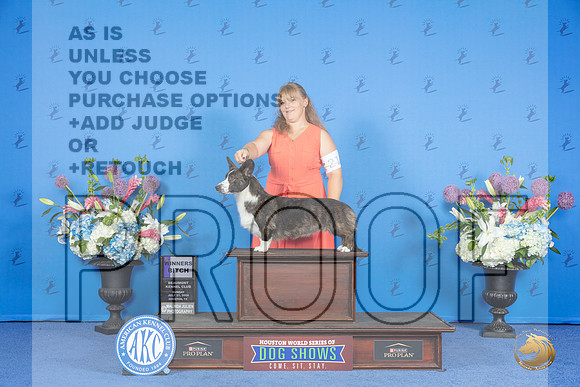 Cardigan Welsh Corgi #36 SUN WB Judge James Moses__JP_0080_Houston_2024_HR3