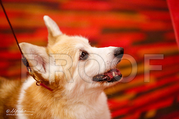 _JJ_0814-HstnCorgiFeb2015-HR3