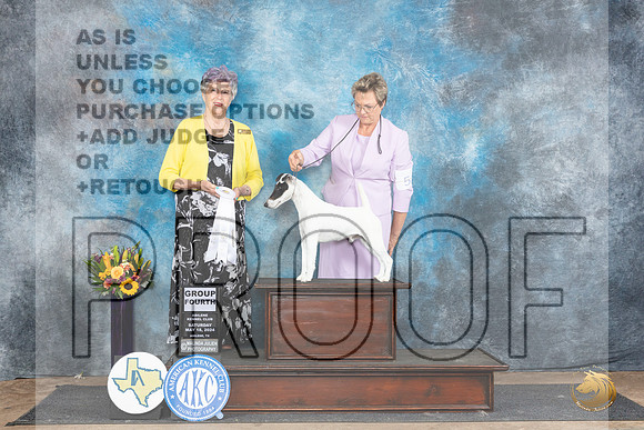 Smooth Fox Terrier #9 Sat G4 Judge Sharol Candace Way__JP_0034_Abilene_2024_HR3