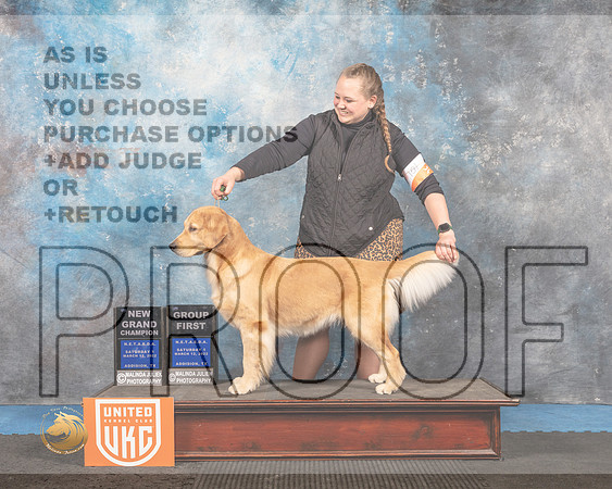 Golden Retriever #154 Sat1 G1 Judge Tracey Kallas_MMJ_6206_Addison2022_HR3