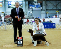 English Springer Spaniel #14 Sat Best of Opposite Sex Indalsingh Nikki and Timothy and Dr Daniel Sena Judge D Cline