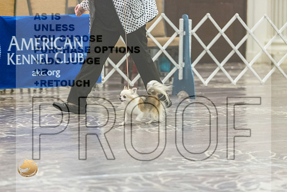 Chihuahua Long Coat #12 FriJJL_3824_HstnTOY_2022_HR3