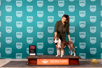 American Pit Bull Terrier #181 Sun G2 Judge Kathy Russell