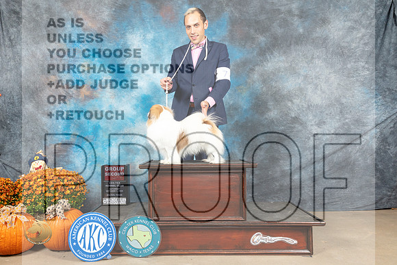 Tibetan Spaniel #19 Sat G2 Judge Daniel Dowling_MJ_5975_Belton_2022_HR3