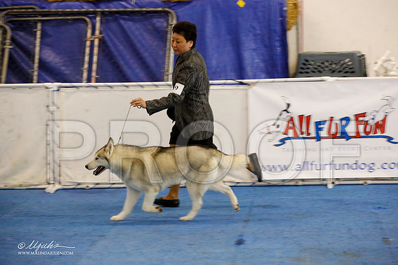 _M3_9246-AddisonHuskyMar2015-HR3