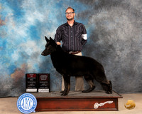 German Shepherd Dog #5 Sun BOSOHG3 Judge Joan Liebes