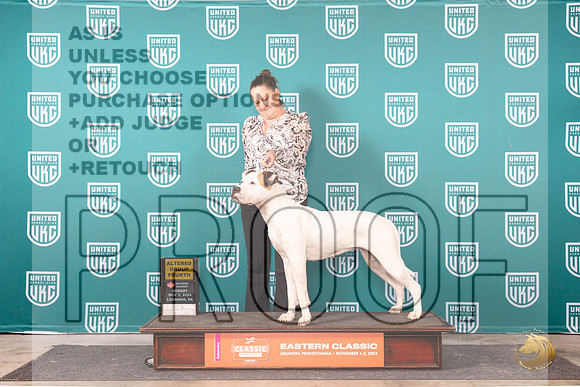 American Bulldog #292 Sun G4 Judge Kathryn Baxter__JP_2369_UKCEastern_2024_HR3