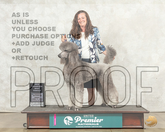 Poodle Std #464 Fri BFCh Judge Pamela Perdue__MJ_7846_Premier_2022_HR3