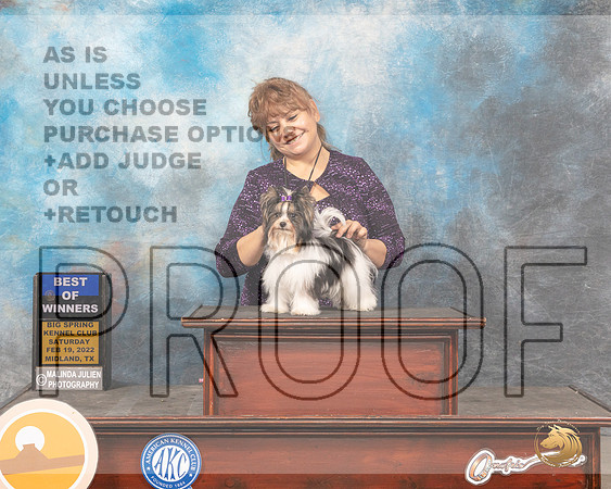 Biewer Terrier #7 Sat BOWWD Judge Donnelle RichardsMMJ_4454_Mdlnd2022_HR3