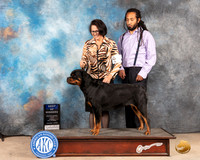 Rottweiler #8 Sun BOWWB Judge Eric Liebes