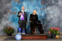 Poodle Std #38 Fri WBBOWM Judge Dale Martenson