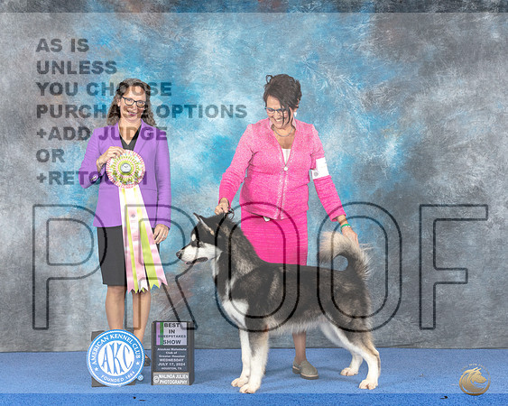 Alaskan Malamute #17 WED BISw Judge Britt Jung__JP_6789e_Houston_2024-HR3.jpg