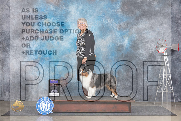 Miniature American Shepherd #7 Sat BOBOHBOB Judge Pat Trotter__JP_5768_Amarillo_2024_HR3