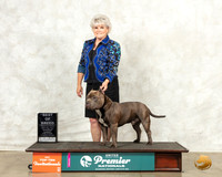 American Bully #851 Thurs BOB Judge Antonio Raposo