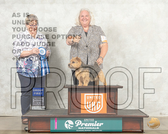 Norwich Terrier #810 Sat G1 Judge Jeanne Heger__MJ_8502_Premier_2022_HR3