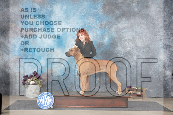 Rhodesian Ridgeback Sat Pam Whitley No Judge__JP_7070_Belton_2024_HR3