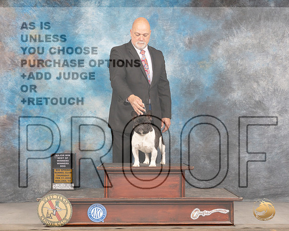 French Bulldog #15 Fri WDBOW Judge Peggy LloydMMJ_3364_Mdlnd2022_HR3