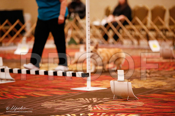 _JJ_7261-HstnCorgiFeb2015-HR3