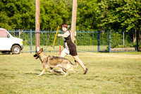 9-12 Month Puppy Bitches Sat Ring