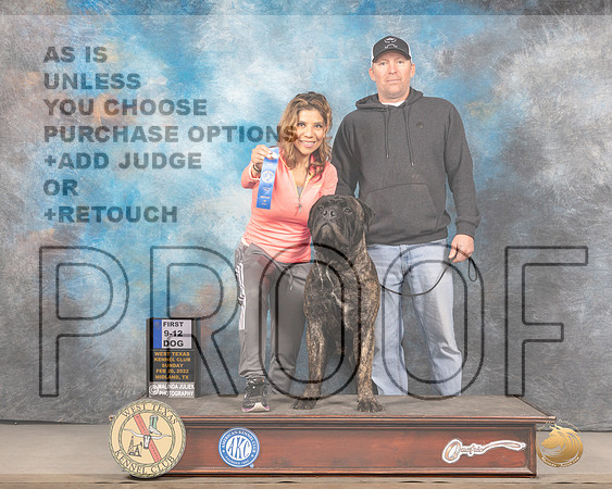 Bullmastiff #17 Sun 6to91st Judge James FehringMMJ_4923_Mdlnd2022_HR3