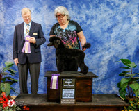 Poodle Miniature Sat Best Puppy in Show Anna Gonzalez +J Judge John Davidson