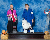 Poodles Miniature #6 Thrs G2 Neal Joann Judge Mrs Carolyn A Herbel