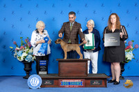 Border Terrier #9 SUN G1 Judge Nancy Liebes