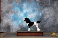 Poodle Standard MC #367 Portrait No Judge