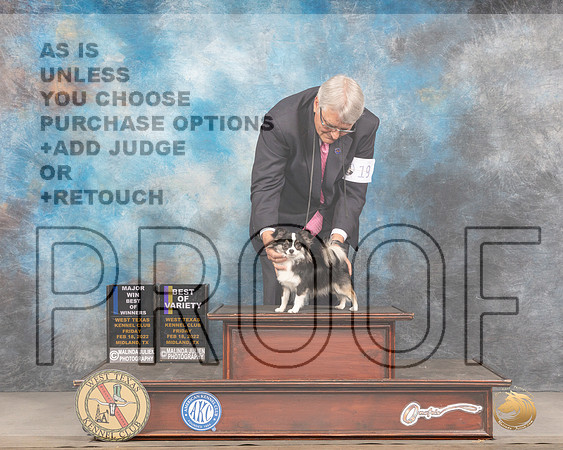 Chihuahua Long Coat #19 Fri BOVBOW Judge Brad JenkinsMMJ_3228_Mdlnd2022_HR3