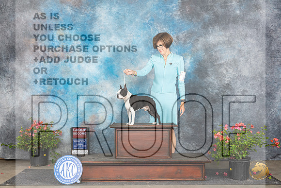 Boston Terrier #11 Sun G2 Judge Polly (Mrs Robert) D Smith__JP_6373_San Antonio_2024_HR3