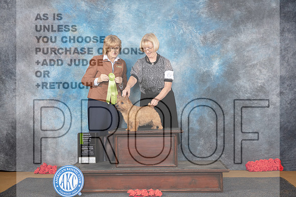 Norwich Terrier #6 Sat OHRBIS Judge Jane Engemann__JP_0260_Sulphur Springs_2024_HR3