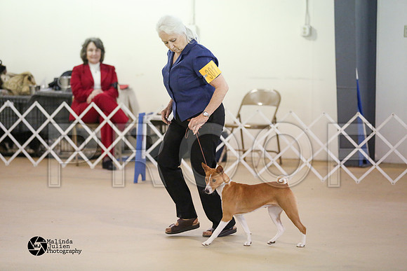Basenji-0377-HtoJan2014-HR3