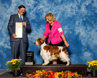 Spaniels Welsh Springer #5 Sun G3 Keller Julie Judge Mr James Fehring