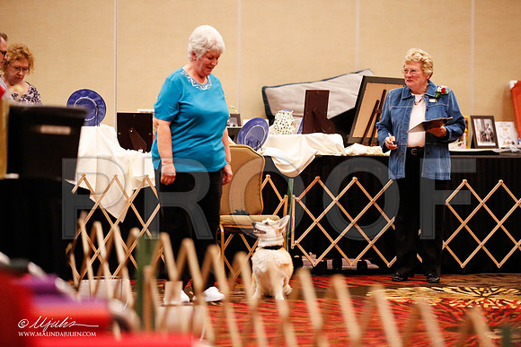_JJ_7248-HstnCorgiFeb2015-HR3