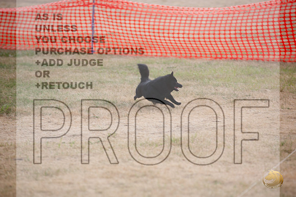 Schipperke Percision Coursing Sat Longview WA 2024_JJL_3765_Longview WA_2024_HR3