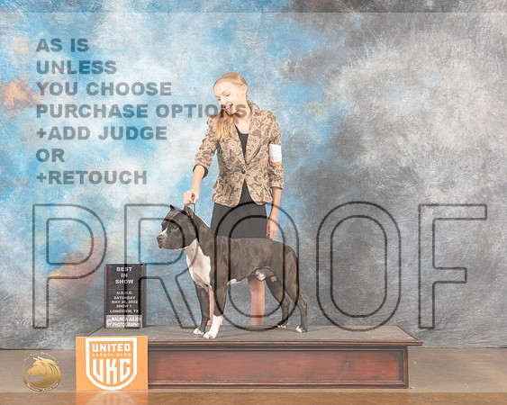 American Pit Bull Terrier #351 Sat1 Judge Michelle LaPierre rMMJ_5713_Lngvw2022HR3