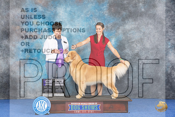 Golden Retriever #43 WED WDM NC Judge Ann Yuhasz__JP_7409_Houston_2024_HR3